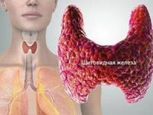 25 мая Всемирный день щитовидной железы