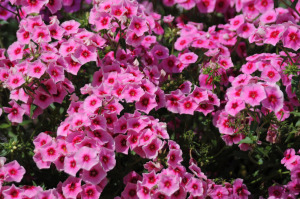 12 АПРЕЛЯ - КЛИНИКА НЕ РАБОТАЕТ